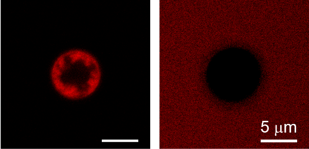重磅！中科院采用親-疏異質(zhì)微球?qū)崿F(xiàn)從廢水中回收有機(jī)染料 中網(wǎng)行業(yè)信息網(wǎng)